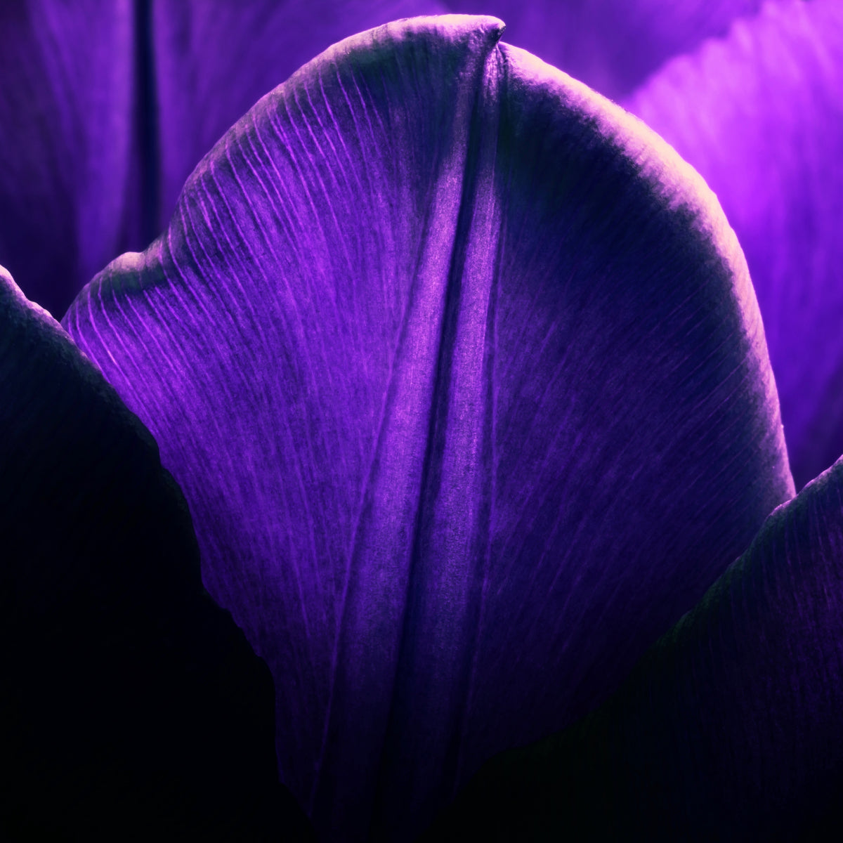 Iris Malikhân EDP