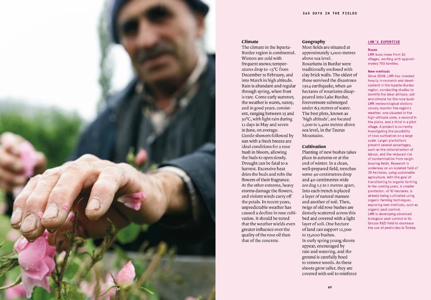 Damask Rose in Perfumery -Collective