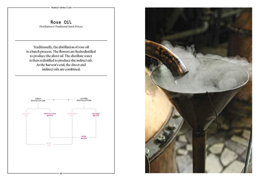 Damask Rose in Perfumery -Collective