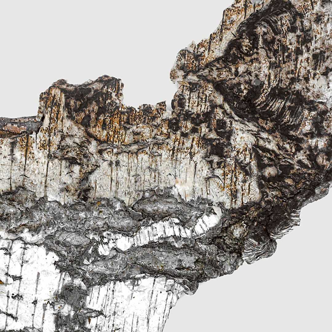 Falcon Leather Extrait de Parfum 50 ml