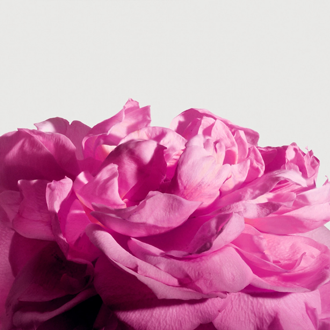 Radical Rose Extrait de Parfum 50 ml