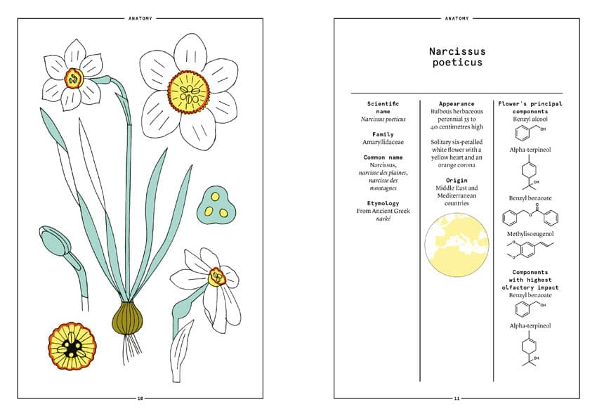 The Narcissus in Perfumery