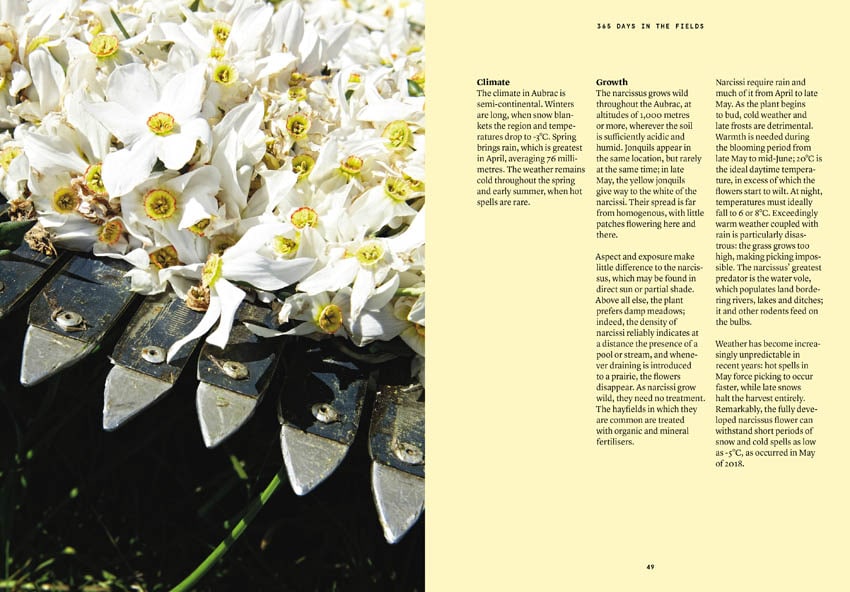The Narcissus in Perfumery