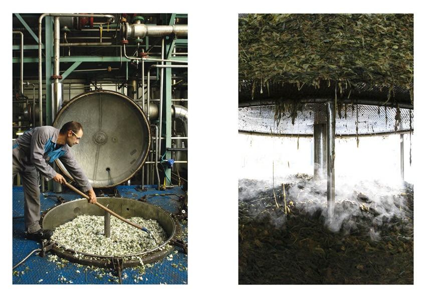 The Narcissus in Perfumery