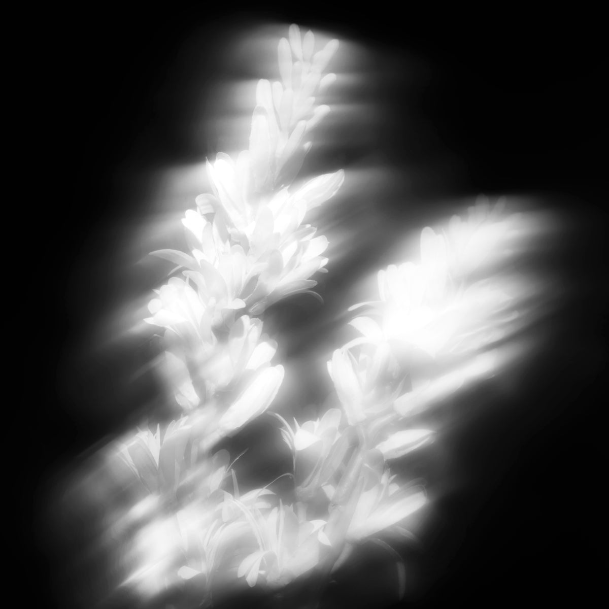 Tubéreuse Astrale