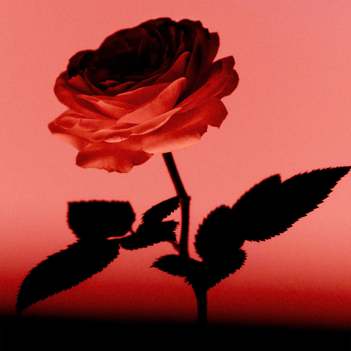 Contre-Jour