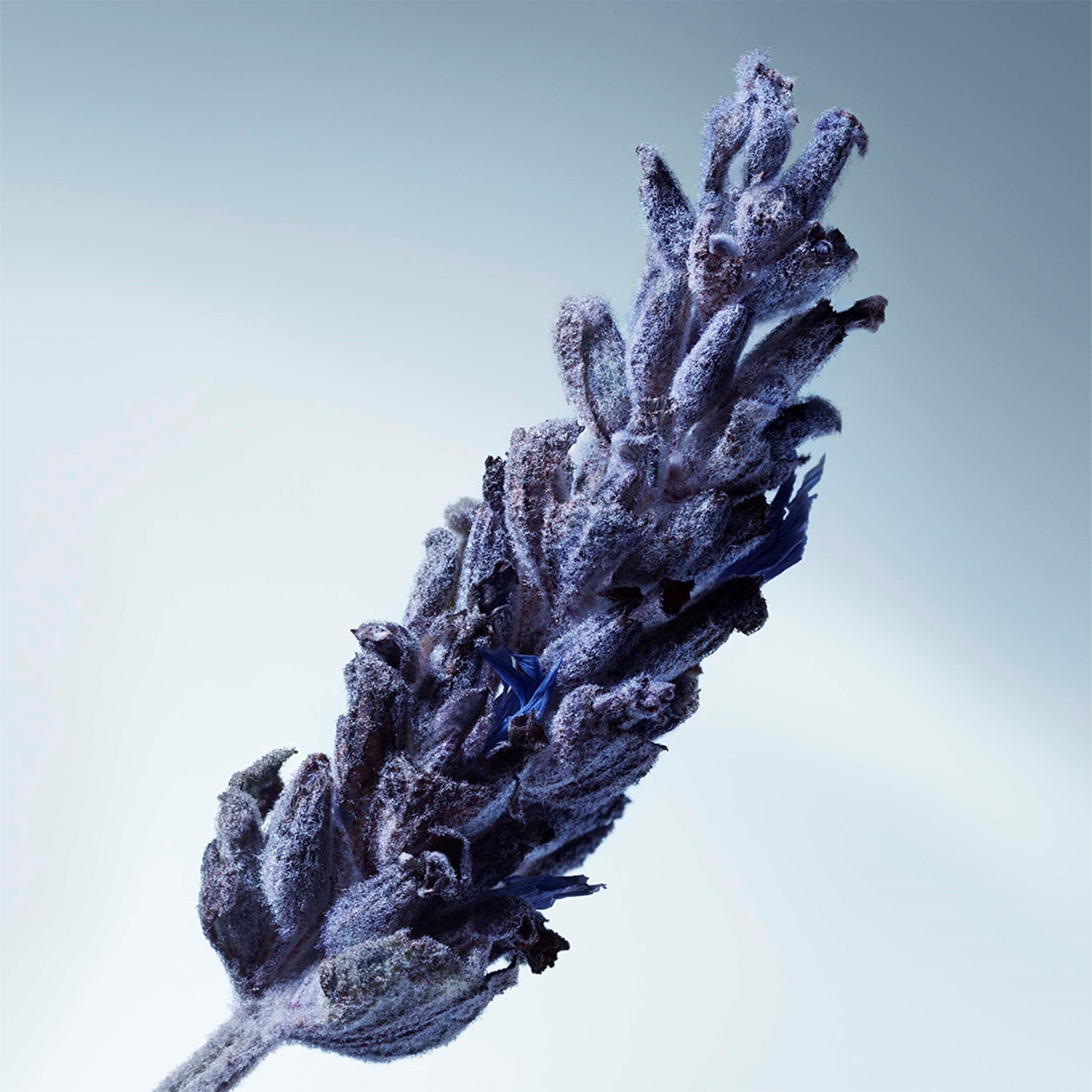 Metal Lavender