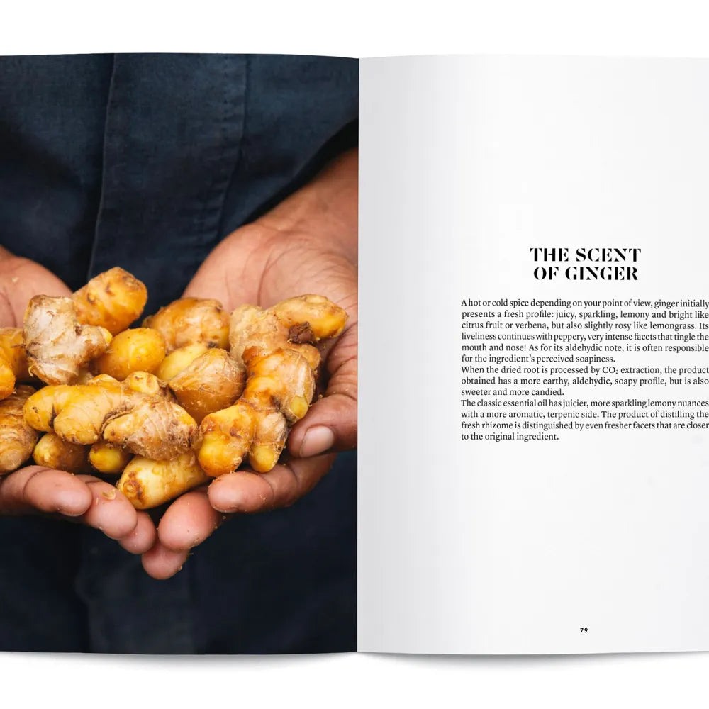 Ginger in Perfumery- Collective